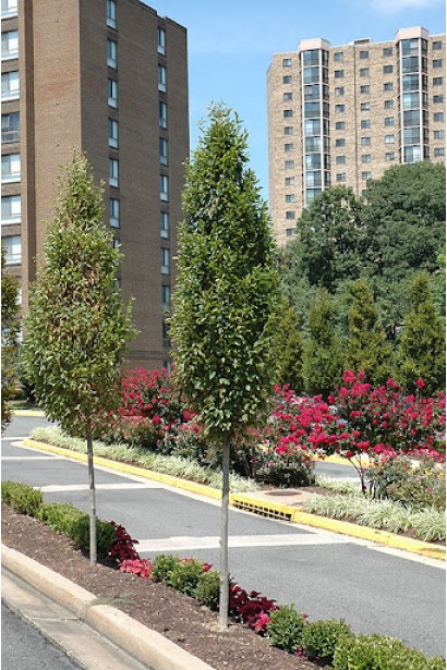 Граб звичайний Франс Фонтейн в ландшафті міста